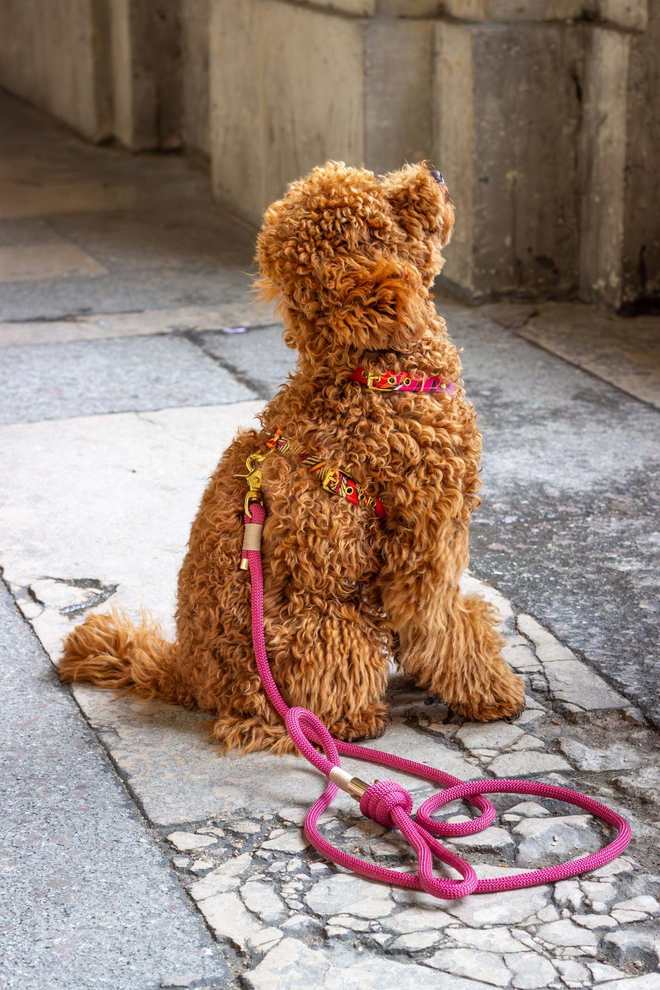 Rope Leash - Sangria