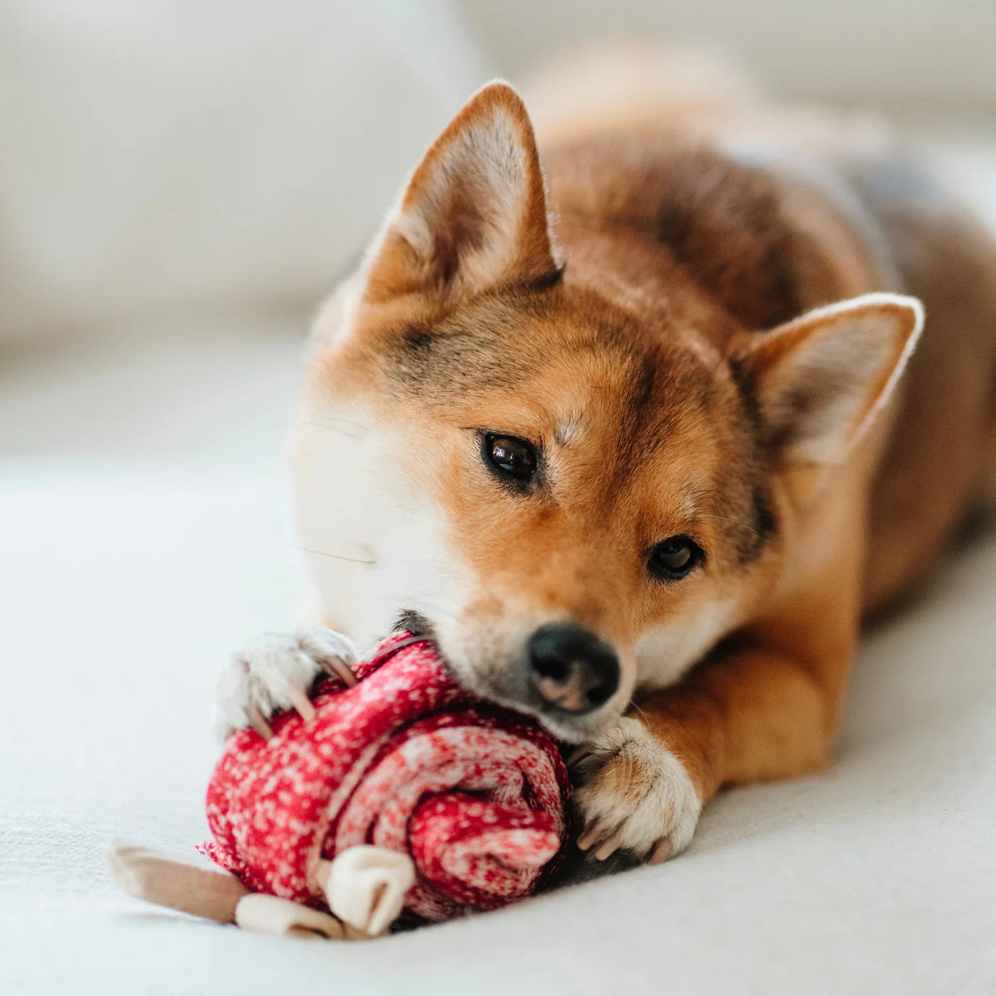 Lollipop Enrichment Toy