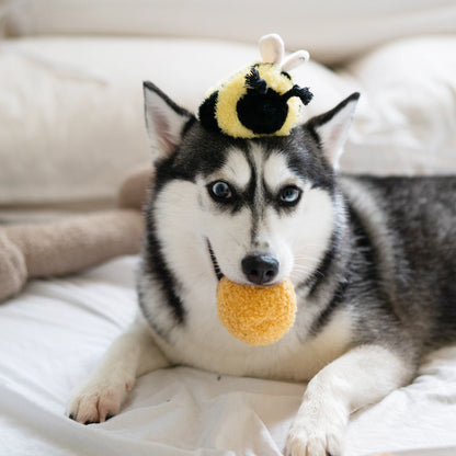 Bee Pop Enrichment Toy