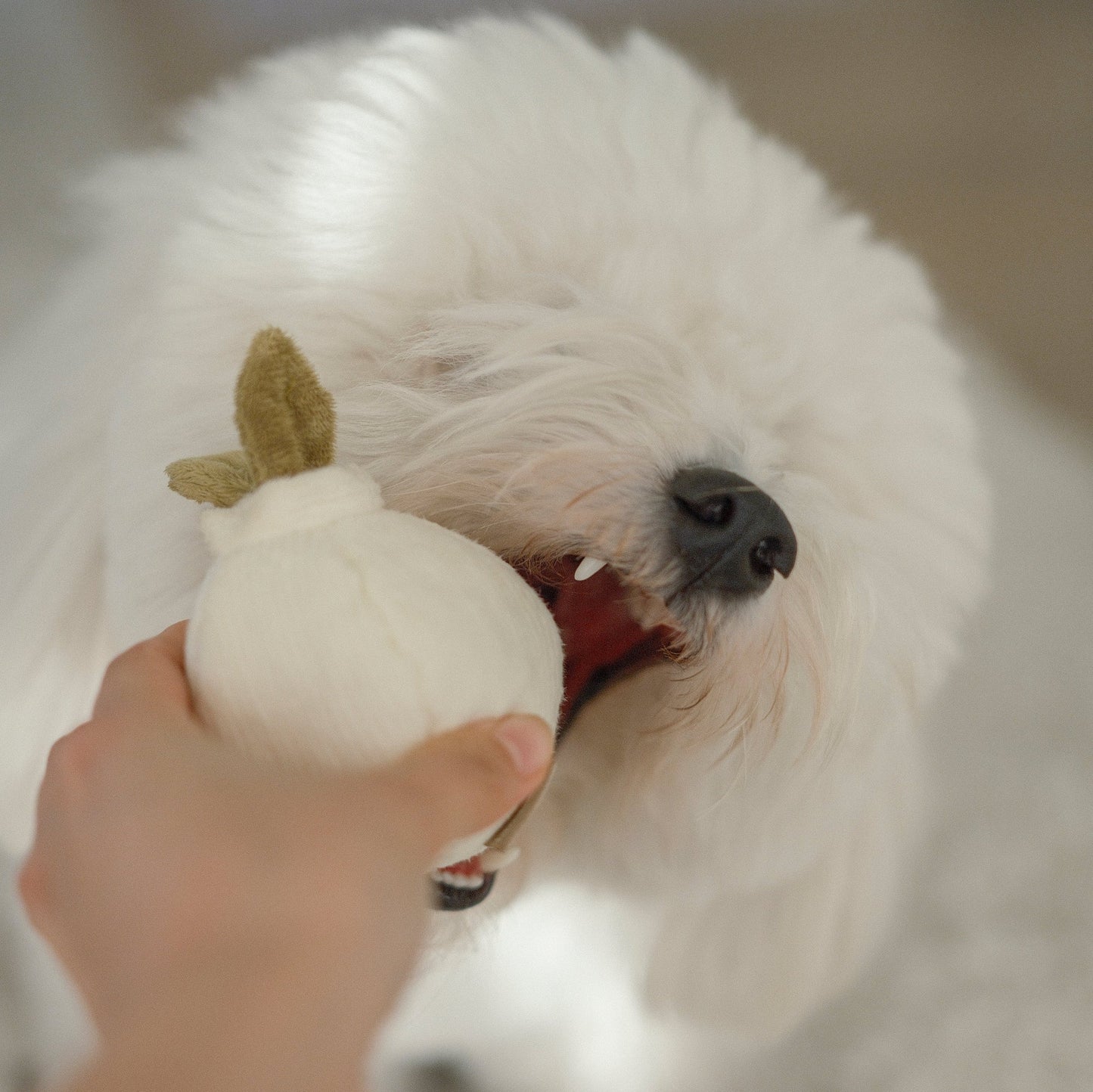 Garlic Pop Enrichment Toy